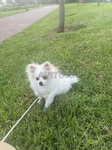 Spitz de 6 mois à vendre - 2