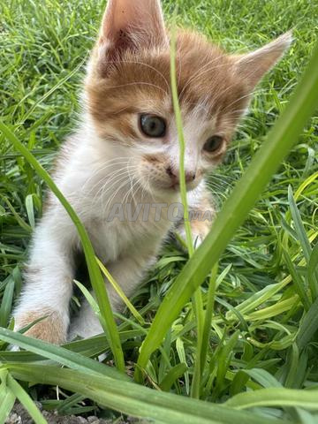 قطة صغيرة للتبني - 2