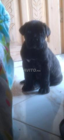 أنثى كاني كورسو عمرها 45 يومًا