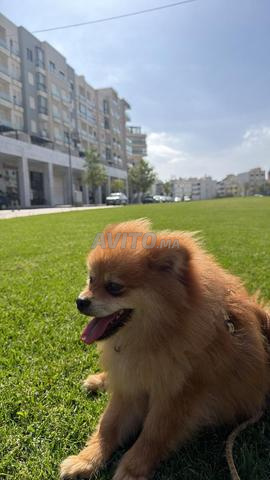 Spitz Pomeranian - 2