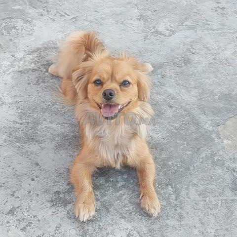 Caniche Pekinois - 2