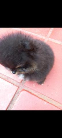 Sublime spitz pomeranian - 2