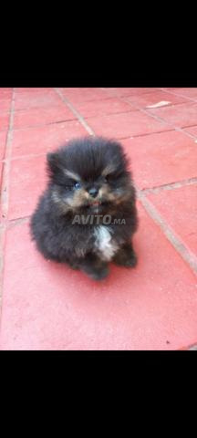 سبيتز بومرينيان رائع