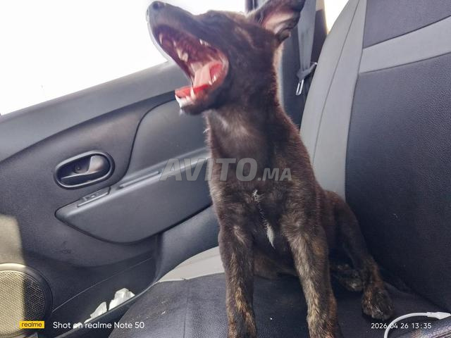 جِراء الراعي الهولندي