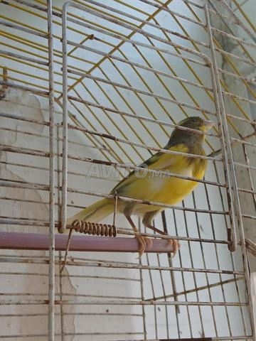 Couple de canaris prêt - 2