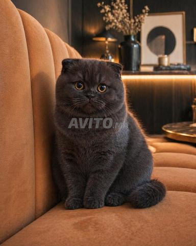 Scottish Fold & British Shorthair