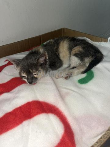 Don petit chaton - 2