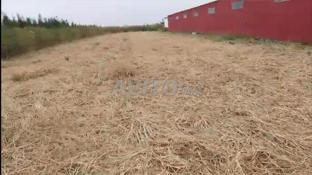 Ferme titrée à Sidi El Aidi - 2