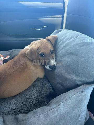 DONNE CHIOT JAKABEE - 2