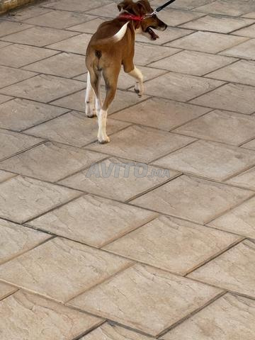 أعطي جرو جاكابي