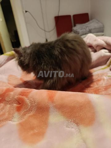 Chat persan / mâle 2ans - 2