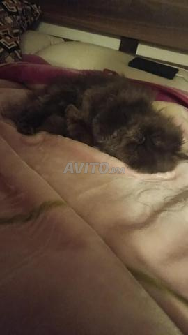 Chat persan / mâle 2ans