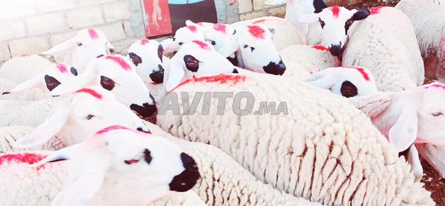 سردية مليحة للبيع ضارة