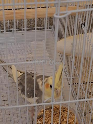 Couple de calopsittes avec 5 œufs fécondés - 2