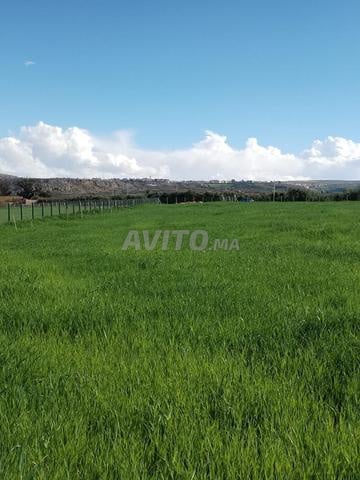 Terrain agricole 2,2 ha titré à vendre à EL Hajeb