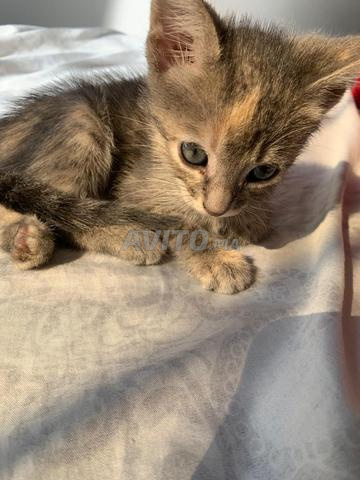 Chaton à adopter moins de 4 semaines - 2