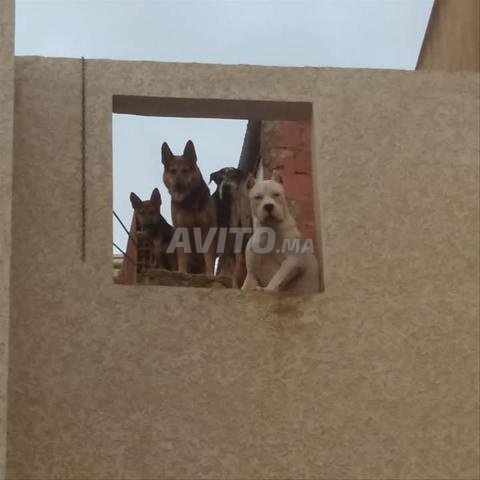 نتا حاملة كلب