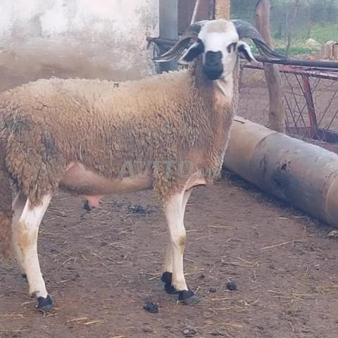 Sardi & Bergui Premium – Aïd 2026 - 2