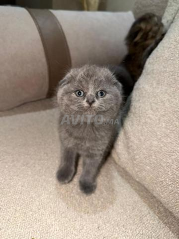 Scottish Fold 2 mois