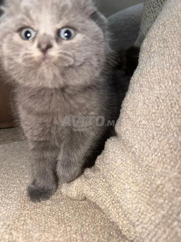 Scottish Fold 2 mois - 2