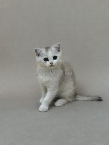 Chatons Scottish à vendre 2 femelles & 2 mâles 🐾 - 2