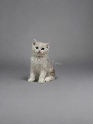 Chatons Scottish à vendre 2 femelles & 2 mâles 🐾