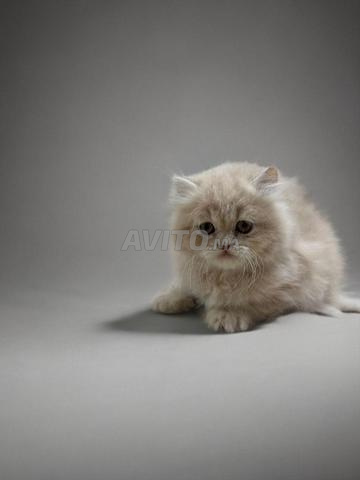 2 chatons Persans 2 mois mâles à vendre - 2