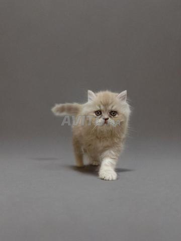 قطتان فارسيتان بعمر شهرين للبيع