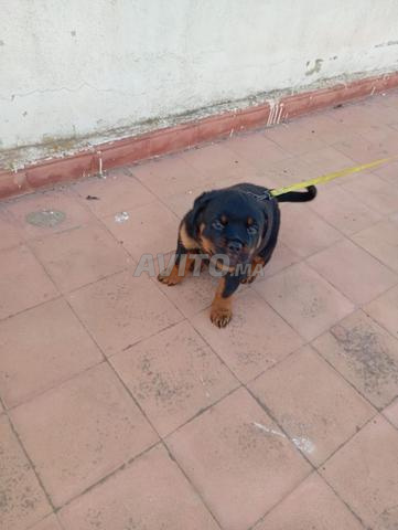 Mâle Rottweiler traité il a deux mois avec carnet - 2