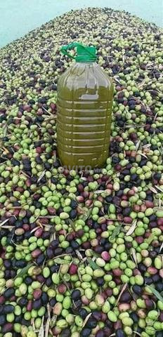 زيت الزيتون البلدية التاوناتية... جودة ممتازة - 2