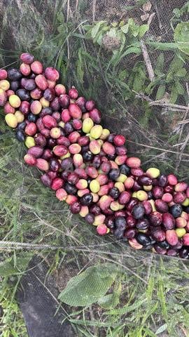 Huile d'olive locale de Taounate... Excellente qualité