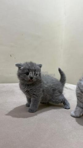British Shorthair - 2