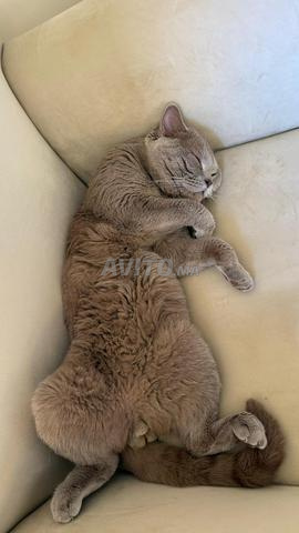 Mâle British Shorthair - 2