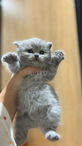 British shorthair & Scottish fold - 2