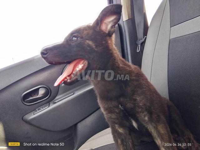 أنثى الراعي الهولندي