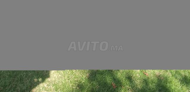 chiots Berger hollandais - 2