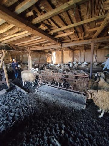 Mouton Aid خروف عيد الأضحى - 2