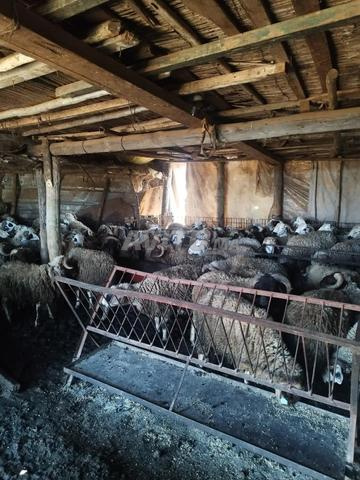 Mouton Aid خروف عيد الأضحى