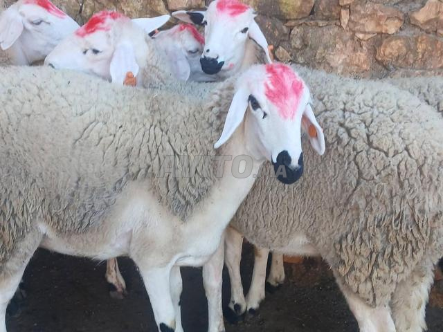 Génisse Sarda de qualité à vendre - 2