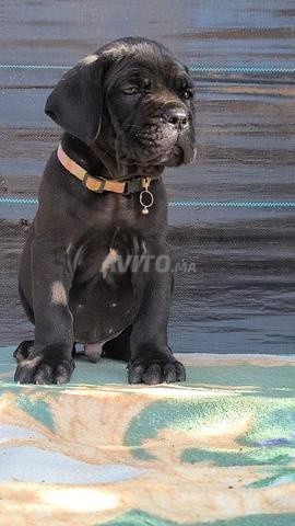 Cane Corso - 2