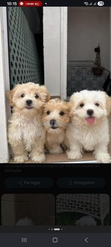 Caniche Bichon