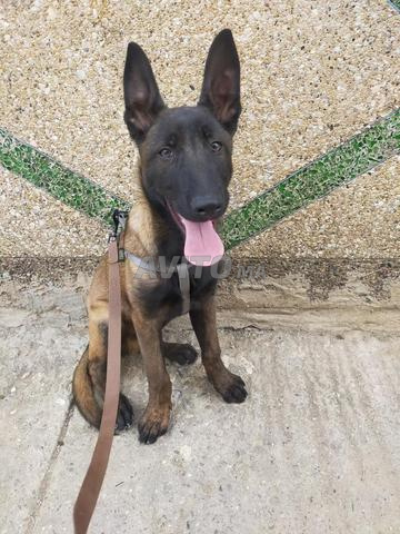 Malinois 3 mois - 2