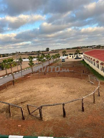 مزرعة خيول مجهزة بمساحة 2 هكتار في بوسكورة - نادرة