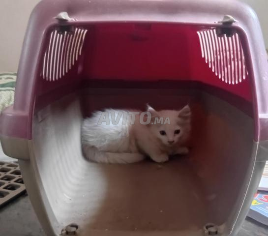 Belle chatte blanche