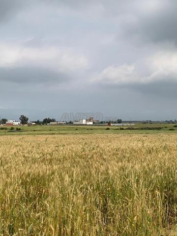 Terrain titre foncier agricole - 2