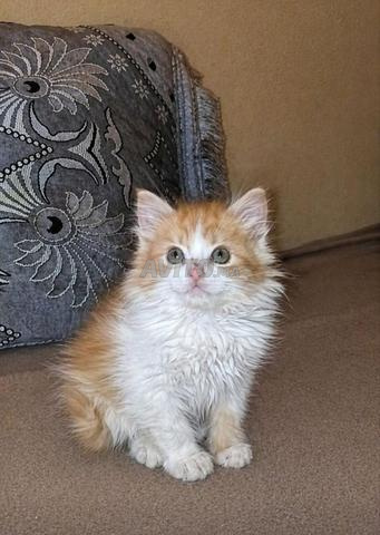 Chatons Angora Persan – 2 mois – Très mignons