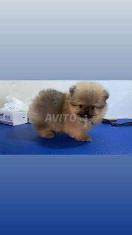 Spitz nain pomeranian - 2