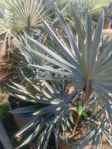 Plantes en gros à vendre - 2