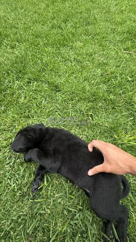 Femelle labrador royale 2 mois - 2