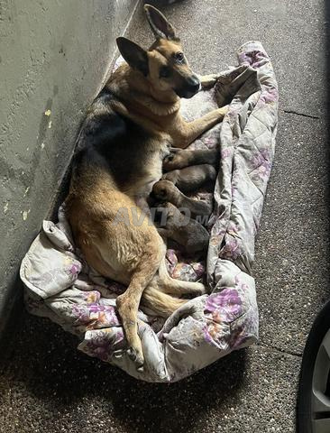 Chiots berger allemand - 2